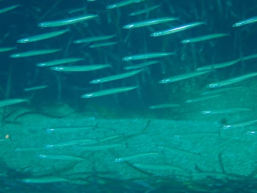 Mediterranean Sand Eel
