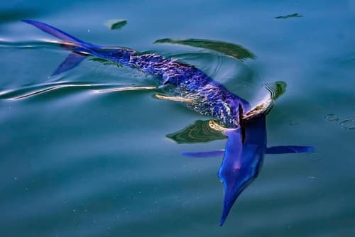 Mediterranean Spearfish