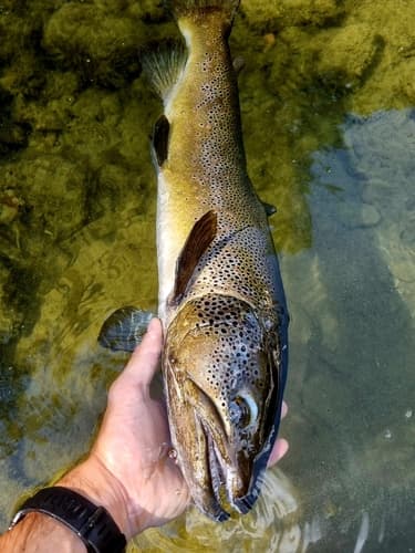 Mediterranean Trout