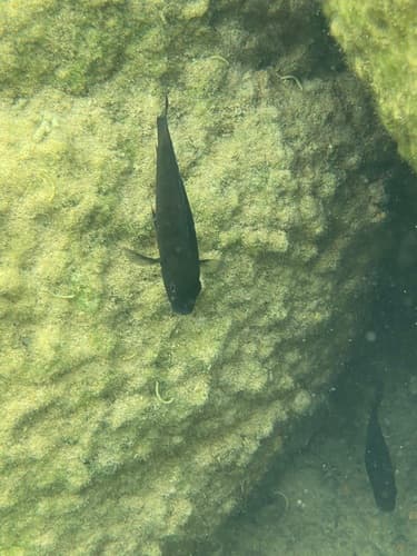 Cichlid (African)