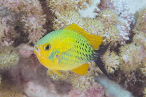 Blue-green Chromis