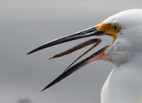 Kelp Pipefish