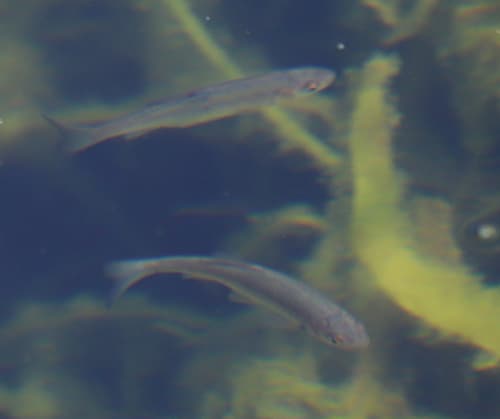 Chub (European)