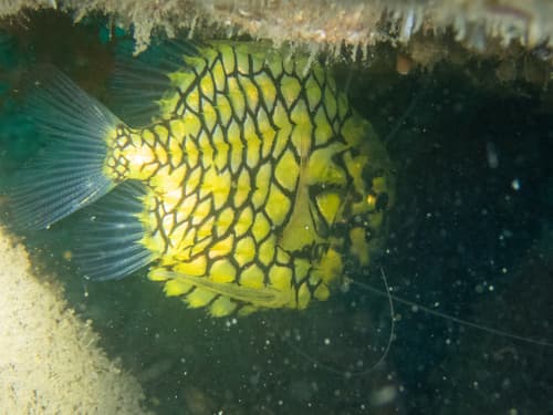 Pinecone Fish