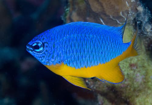 Azure Demoiselle