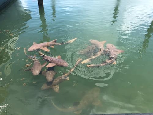 Nurse Shark