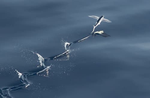 Atlantic Flyingfish
