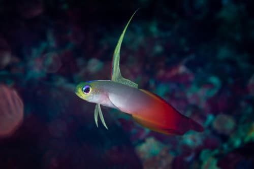 Fire Dartfish