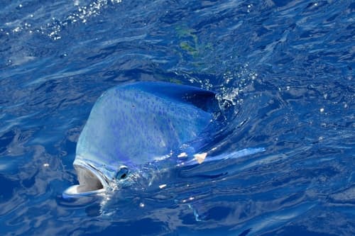 Mahi-mahi (Dolphinfish)