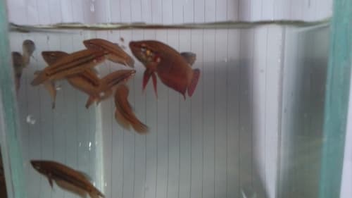 Siamese Fighting Fish
