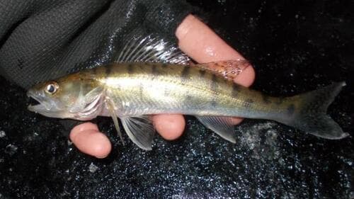 Zander