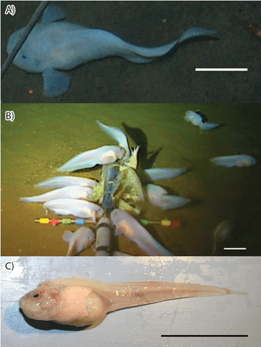 Snailfish (Mariana)