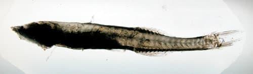 Smalltooth Bristlemouth