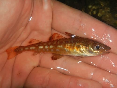 Atlantic Cod