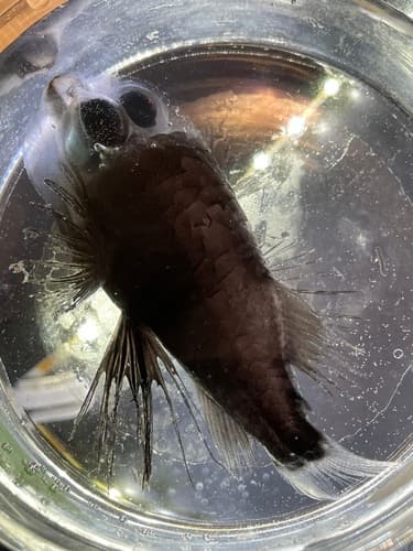 Barreleye Fish