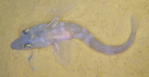 Icefish