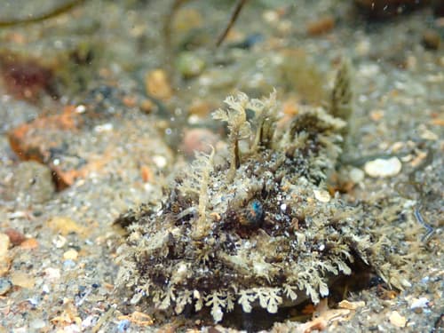 Monkfish