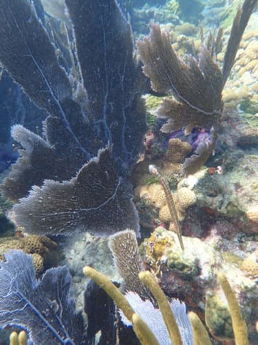 Trumpetfish