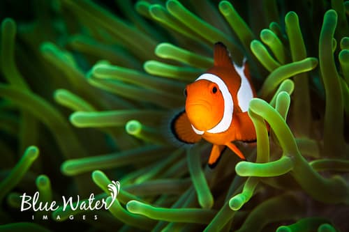 Damselfish