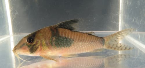 Masquerade Corydora