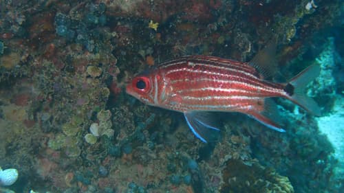 Threespot Squirrelfish