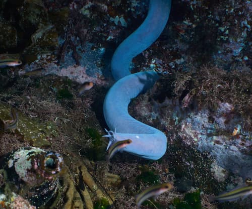 Hagfish
