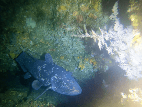 Lungfish