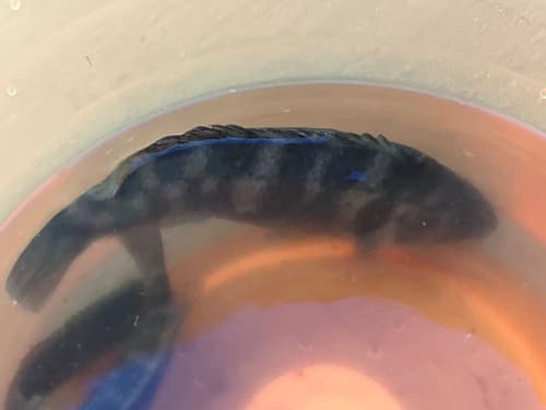 Tautog