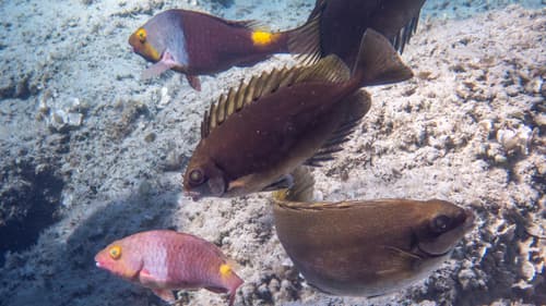 Dusky Spinefoot