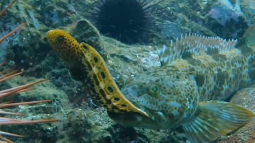 Lingcod
