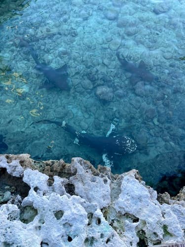 Nurse Shark