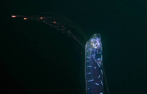 Oarfish