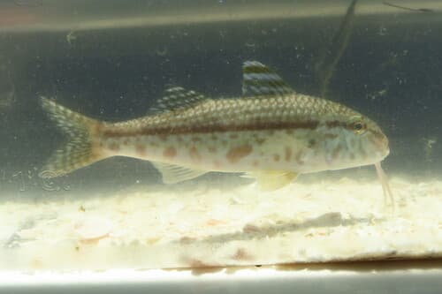 Red Goatfish
