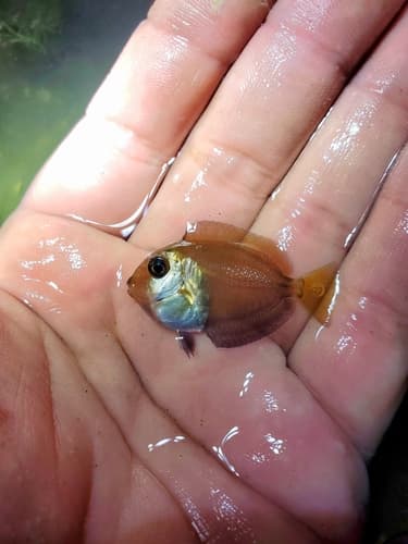 Doctorfish