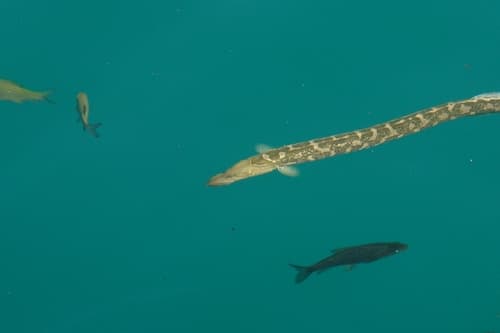 Spiny Eel