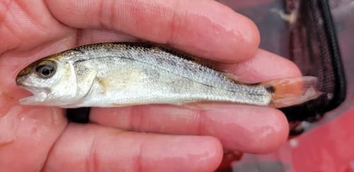 Red Drum