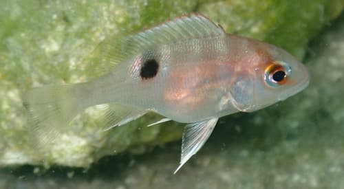 Snapper (Red)