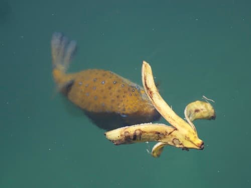 Yellow Boxfish