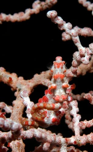 Seahorse