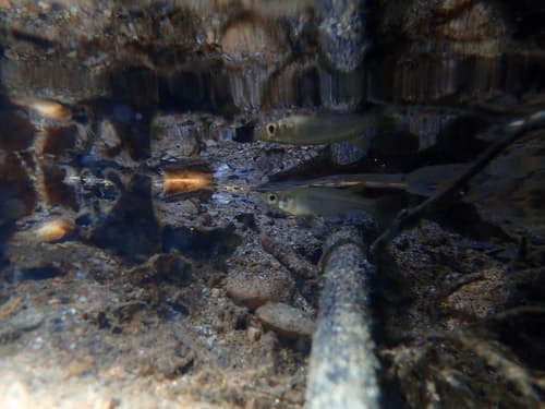 Japanese Ricefish
