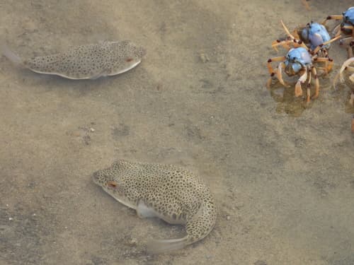 Pufferfish