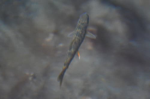 Arctic Char