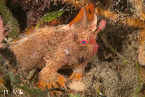 Frogfish