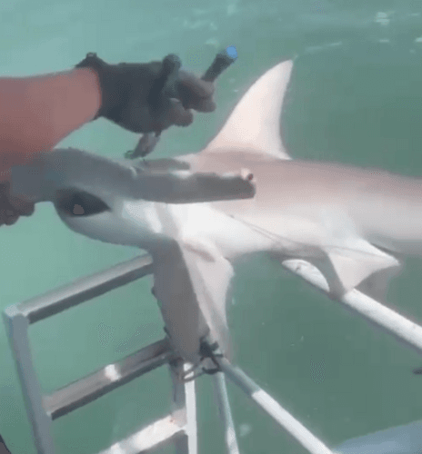 Hammerhead Shark