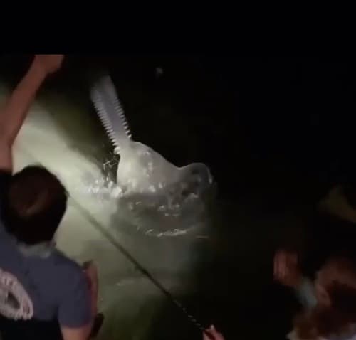 Smalltooth Sawfish