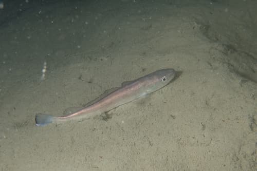European Hake