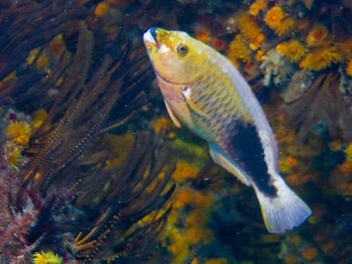 Strigate Parrotfish