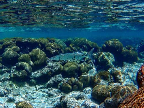 Great Barracuda