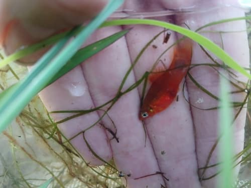 Platy