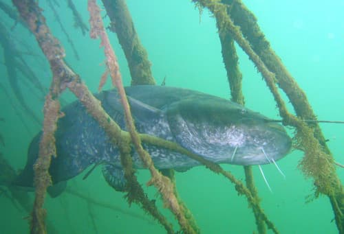Wels Catfish